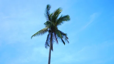 Soft wind moving leaves of coconut tree with trunk and coconut fruit  and blu Stock Footage 127737387