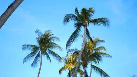 Soft wind moving leaves of coconut tree with trunk and coconut fruit  and blu Stock Footage 128070372