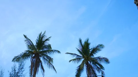 Soft wind moving leaves of coconut tree with trunk and coconut fruit  and blu Stock Footage 128070780