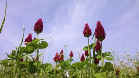 Soft Wind Over Wildflower Field in Japan | Relaxing Rural Nature Footage 55s Stock Footage 336737143