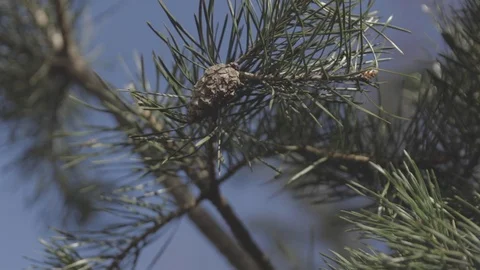 Soft wind in the pine tree Stock Footage 100859709