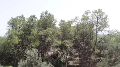 The soft wind sways the branches of the pine trees in the forest while in t.. Stock Footage 240146941