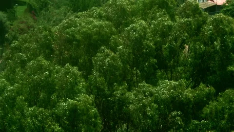 Soft wind in treetops Stockbeeldmateriaal 302872869