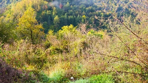 Soft Winds Over Gentle Meadows Stock Footage 313666778