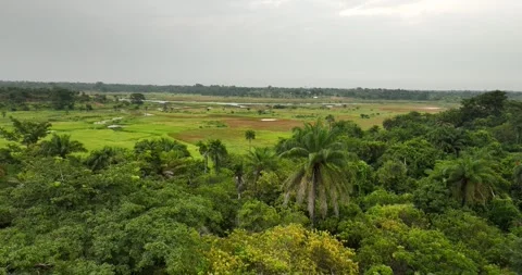 Soft Winds Over Green Bissau Stock Footage 322720973