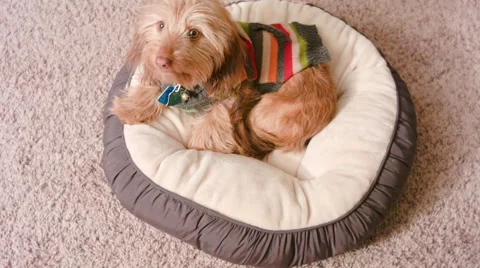 Soft Wire Haired Dachshund Leaving and going to Bed Stock Footage 58705508
