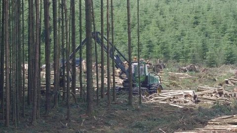 Soft wood clear felling using machine cutter Stock Footage 108063573