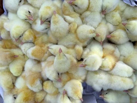 Soft yellow chickens.Fluffy chickens.Many.Close-up of chickens. Small yello.. Stock Photos