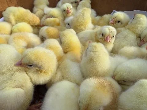 Soft yellow chickens.Fluffy chickens.Small yellow chickens close -up. Many... Stock Photos