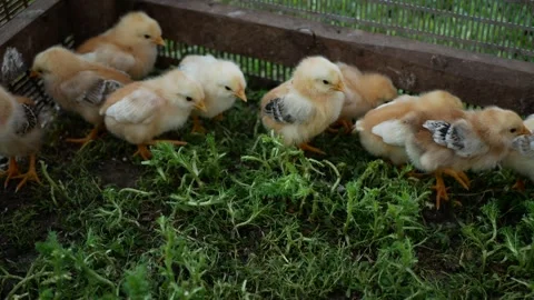 Soft yellow chicks pecking, walking through lush green grass inside farm fence, Video stock 313594903
