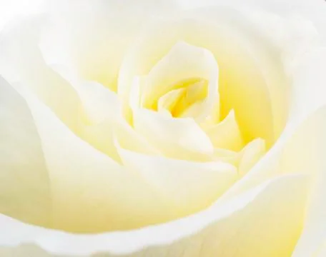 Soft Yellow Rose Close Up Stock Photos