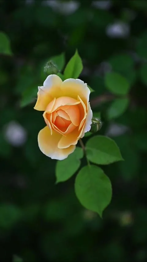 Soft Yellow Rose Opening Petals in Elegant Moody Forest Background Vidéo 330108236