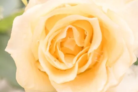 Soft yellow rose Stock Photos