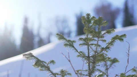 Soft young fir branches appear against snowy drift Видео 322042297