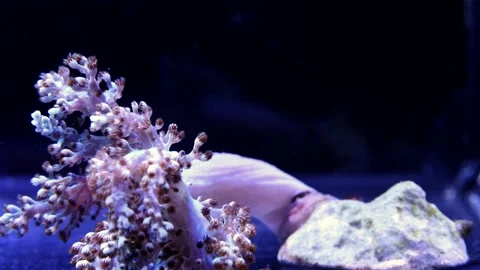 Softcoral erecting its self Stock Footage 149828000