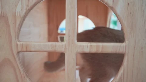 Softfocus british cat hide and play with camera Stock Footage 250163119