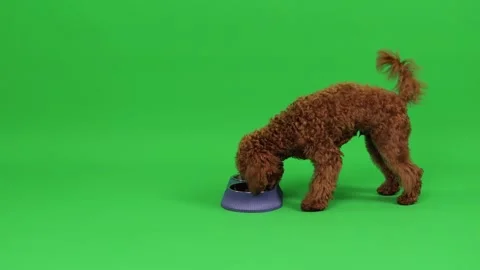 Softfurred poodle happily munching on crispy kibble for promotion Stock Footage 327610595