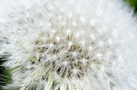 Softhair Stock Photos