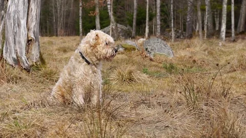 Softis in spring listening to birds Stock Footage 73569169