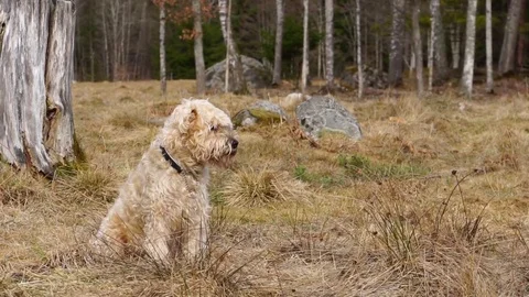 Softis in spring listening to birds Stock Footage 73569179