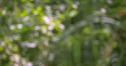 Softly blurred abstract nature background featuring lush greenery in foreground Stock Footage 345685756