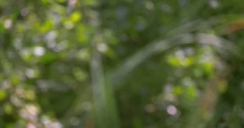 Softly blurred background of lush greenery and natural elements in tranquil Stock Footage 344826469