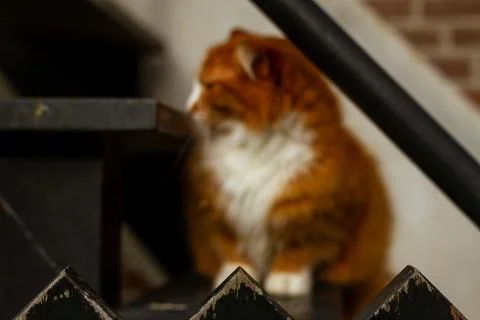 Softly Blurred Ginger Cat Sitting on Wooden Staircase Behind Black Fence in.. Stock Photos