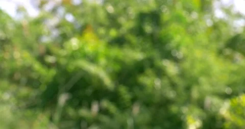Softly blurred nature background with green foliage and natural elements for Stock Footage 343451023