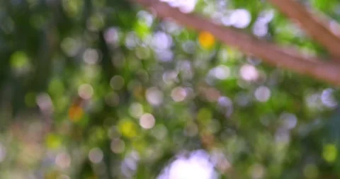 Softly blurred nature background with greenery and bright bokeh effect under Stock Footage 345281996