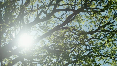 A Softly Diffused Sun Glimmering Through Full Summer Foliage 스톡 동영상 137454525