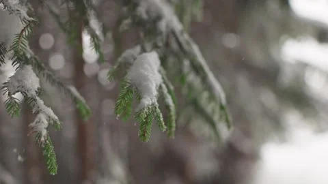 Softly falling snow blankets evergreen branches Stock Footage 288504188