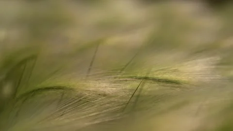 Softly focused Foxtail Barley wild grass moves in a light wind. Focus is Stock Footage 339733335