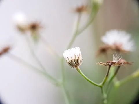 Softly Focused Image of a Delicate White Flower Bud with Fuzzy Details in N.. 스톡 사진
