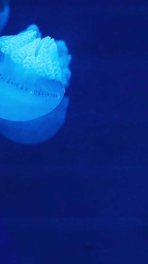 Softly glowing jellyfish drift through deep blue water. Stock Footage 341343793