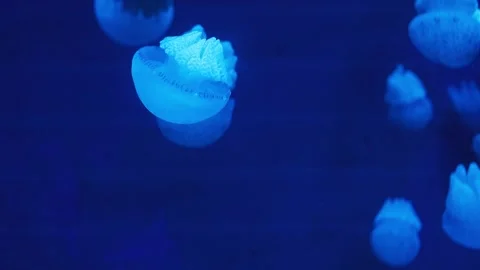 Softly glowing jellyfish drift through deep blue water. Stock Footage 341343802