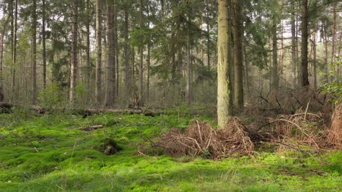 Softly lit pine tree forest at fall. Slider. Stock Footage 269081731
