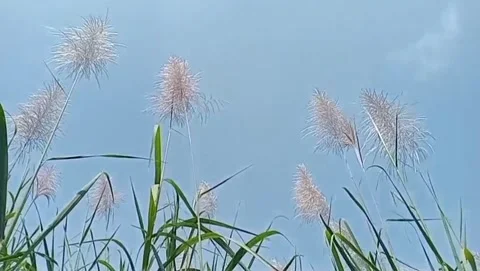 The softness of sugarcane flowers under the blue sky. 스톡 동영상 333495363