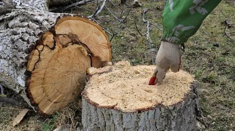 Softness to the touch of the rotten core of an old sawn stump Foto stock