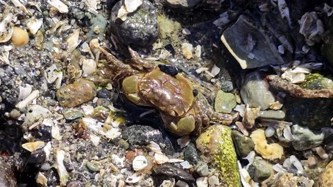Softshell Shore Crab In Seattle 8K Close Up. 스톡 동영상 239802306