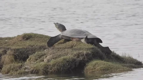 Softshell Turtle and Heron Stock Footage 154230136
