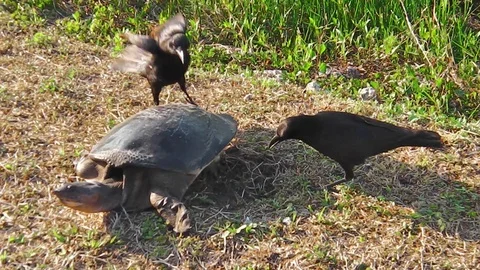 Softshell turtle and stealing crows Stock Footage 96250419