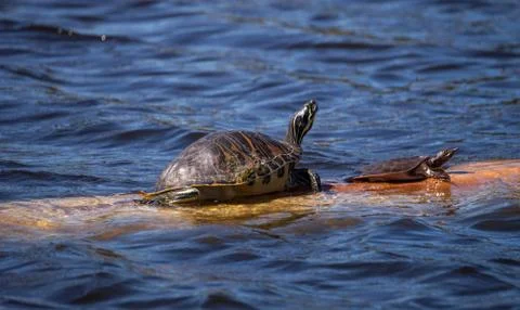 Softshell turtle Apalone ferox  sits on a log with a Florida red bellied turt 写真素材