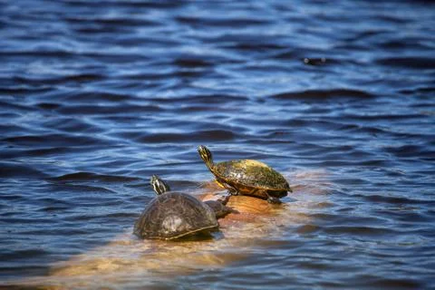 Softshell turtle Apalone ferox  sits on a log with a Florida red bellied turt 写真素材