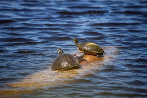 Softshell turtle Apalone ferox  sits on a log with a Florida red bellied turt 写真素材
