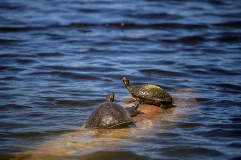 Softshell turtle Apalone ferox  sits on a log with a Florida red bellied turt 写真素材