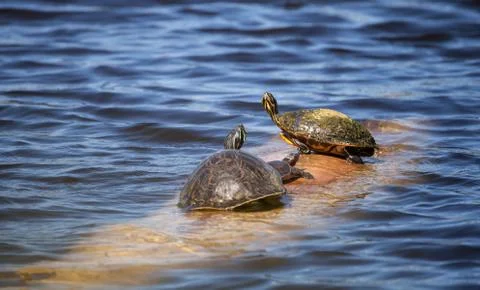 Softshell turtle Apalone ferox  sits on a log with a Florida red bellied turt 写真素材