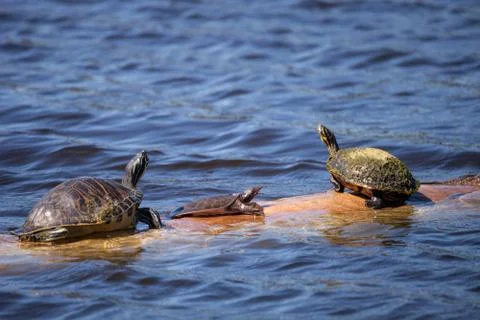 Softshell turtle Apalone ferox  sits on a log with a Florida red bellied turt Stock Photos