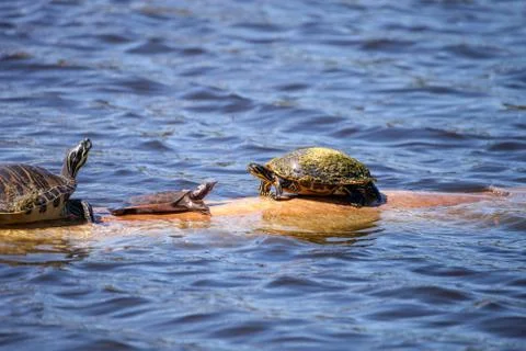Softshell turtle Apalone ferox  sits on a log with a Florida red bellied turt 写真素材
