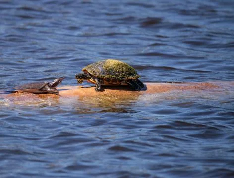 Softshell turtle Apalone ferox  sits on a log with a Florida red bellied turt 写真素材
