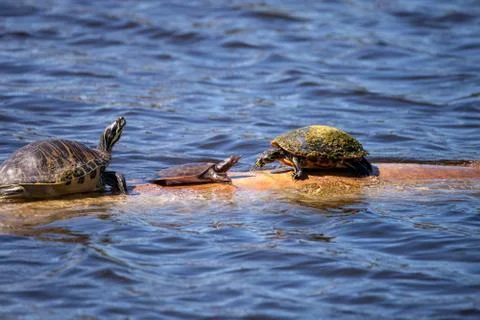 Softshell turtle Apalone ferox  sits on a log with a Florida red bellied turt Stock Photos